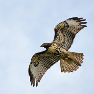 Jasper NP - Tonquin Valley - Red-tailed Hawk